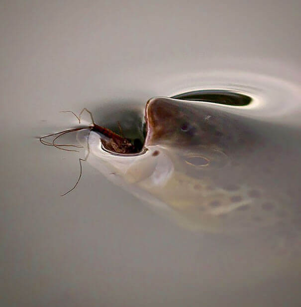 A Great Shot