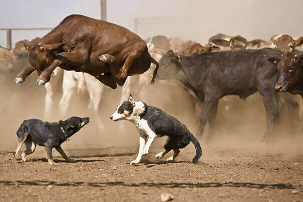 Jumper Cow