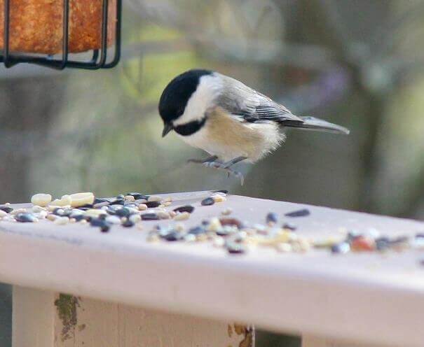 Ready to Land