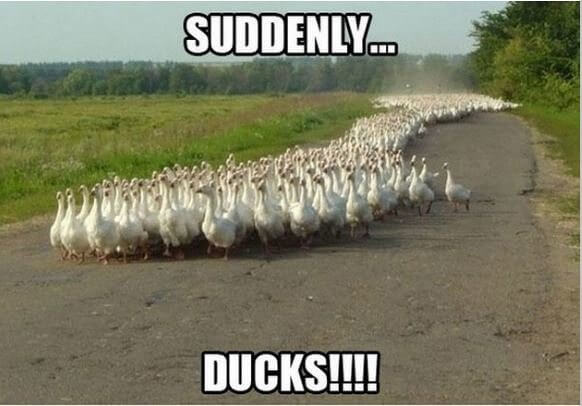 The Invasion of the Ducks