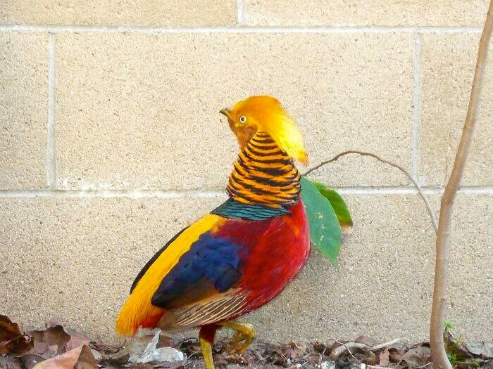 A Bird of Many Colors