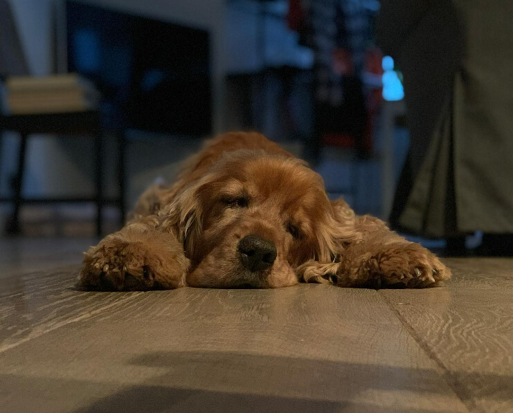 Sleeping On Their Bellies