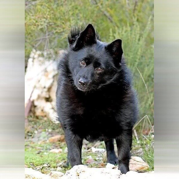 Schipperke