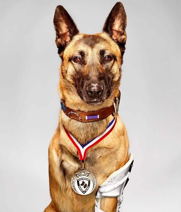 Layka Subdued The Person Attacking Her Handler Despite Being Wounded