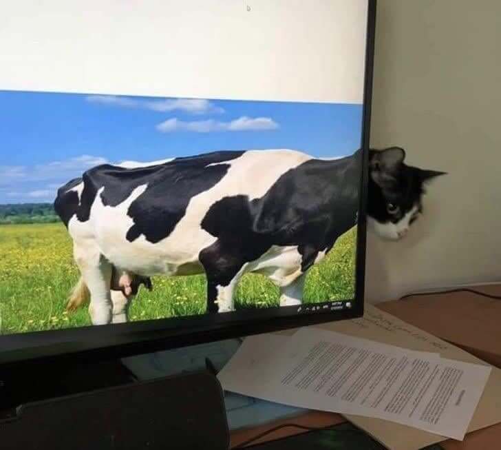 What A Cow-Incidence