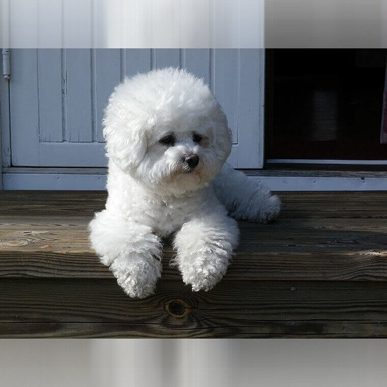 Bichon Frise