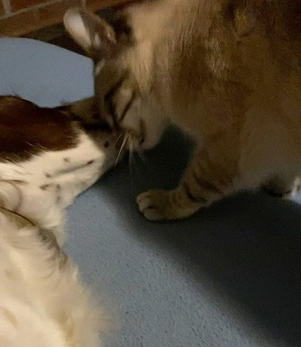Head Rubs Are for Saying Hello