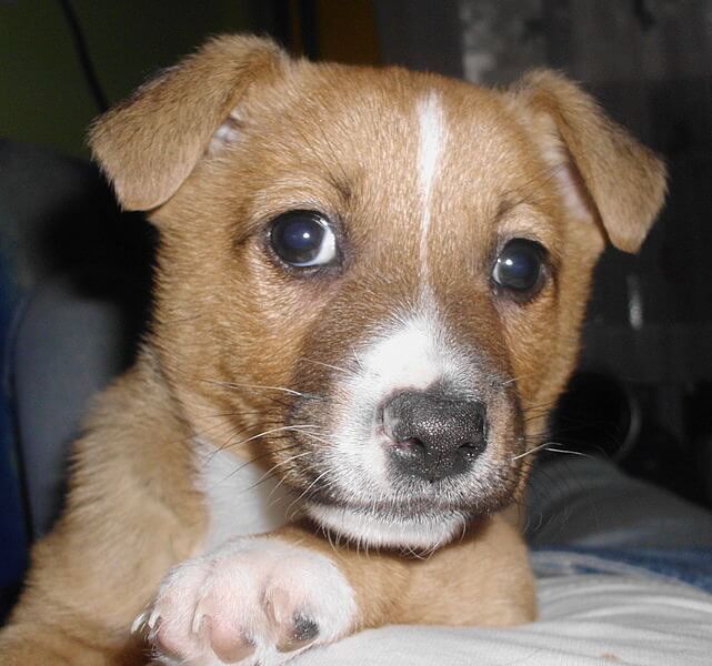 Mixed Breed