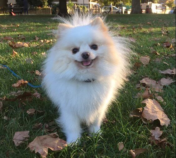 Pomeranian