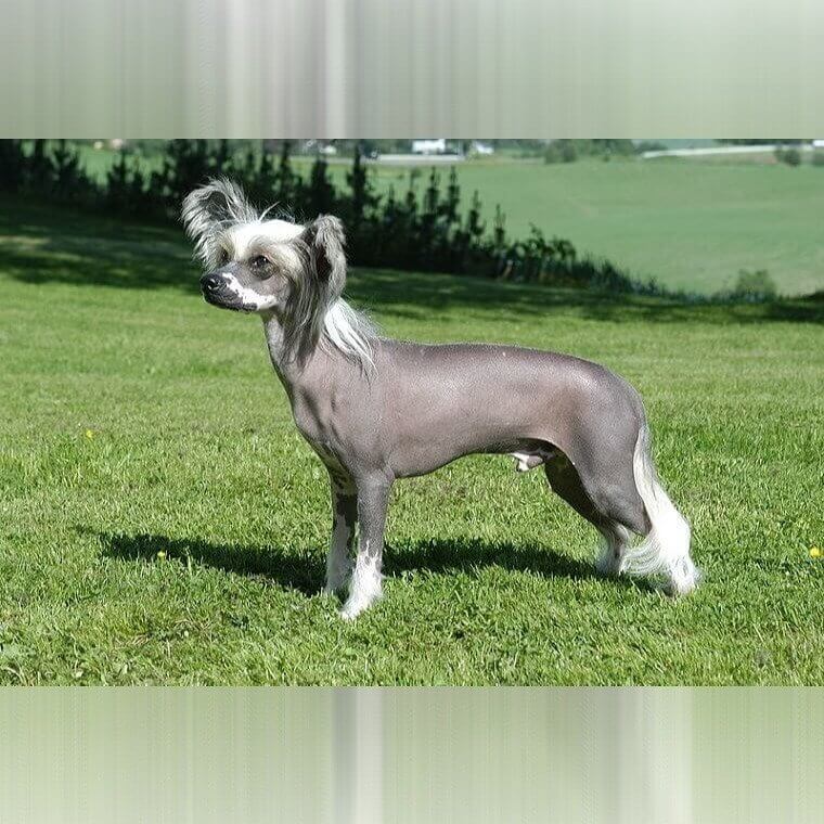 Chinese Crested