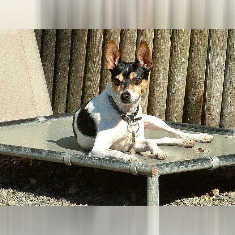 Rat Terrier