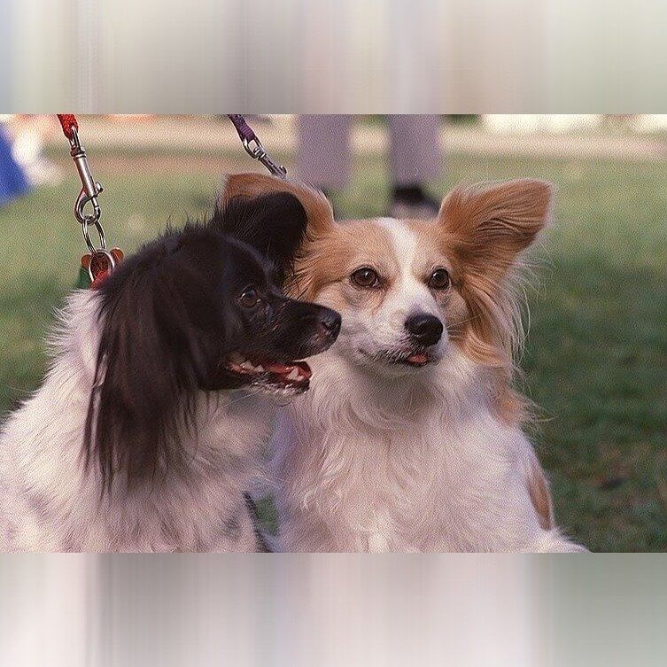 Papillon