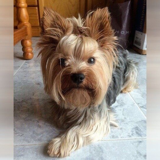 Yorkshire Terrier