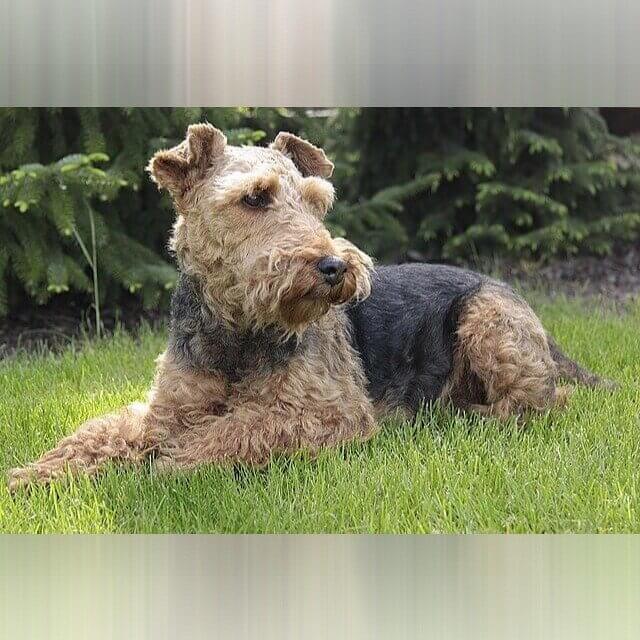 Welsh Terrier
