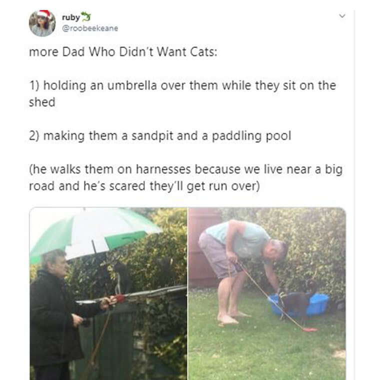 This Dad Really Didn’t Want Cats, And Now He Gives Them The Royal Treatment