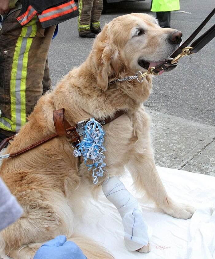 This Service Dog Jumped In Front Of A Bus To Save Her Owner