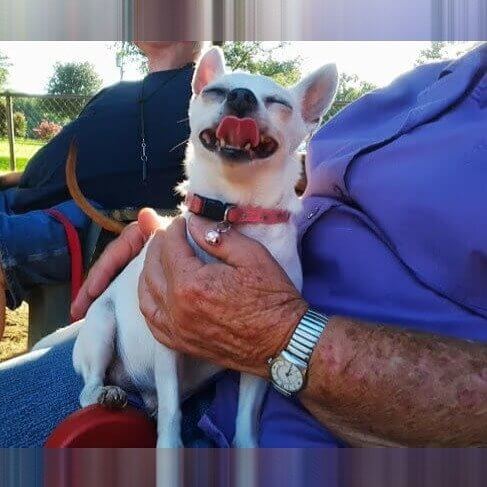 Chihuahua