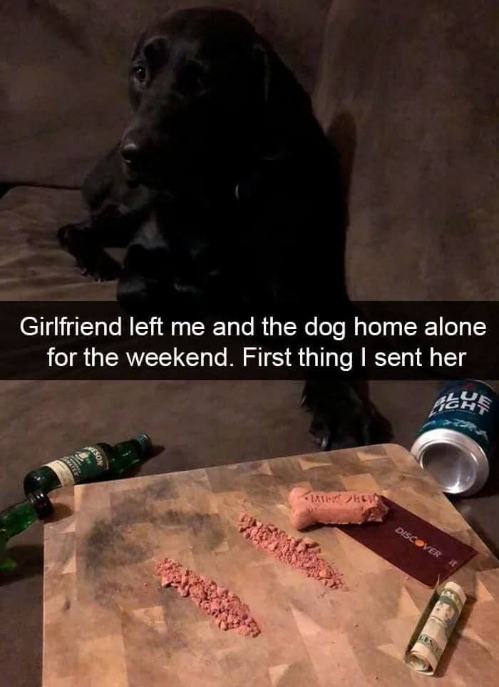 Barking Bad