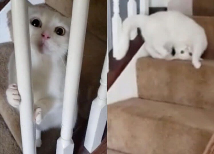 Why They Get the Zoomies