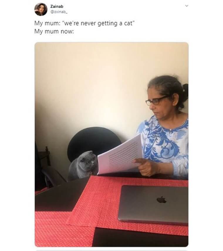 When “No” To A Cat From Mom Went To Coworking With The Cat
