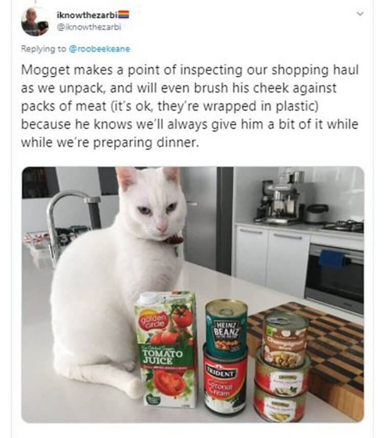 This Cat Loves To Inspect What His Owner’s Bought At The Store