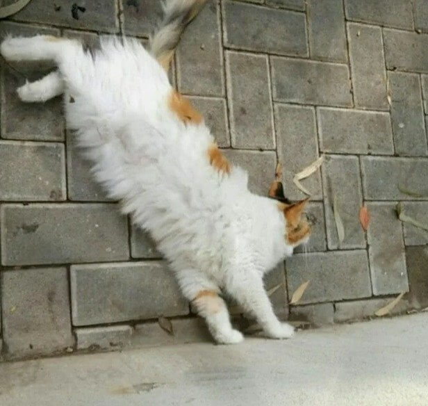 Their Bodies Create the Perfect Landing