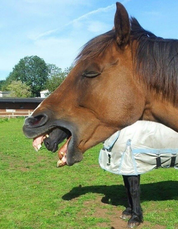 Alien Horse