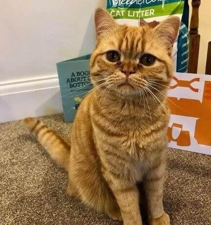 Why Your Cat Likes to Bring You Gifts