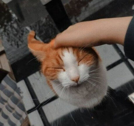 Purring Is a Form of Communication