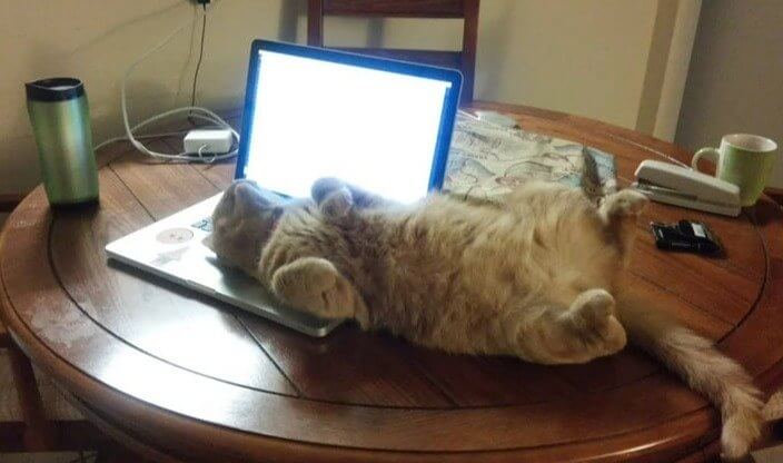 There's a Reason They Love Sleeping on Your Things