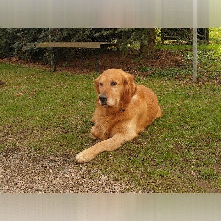 Golden Retriever