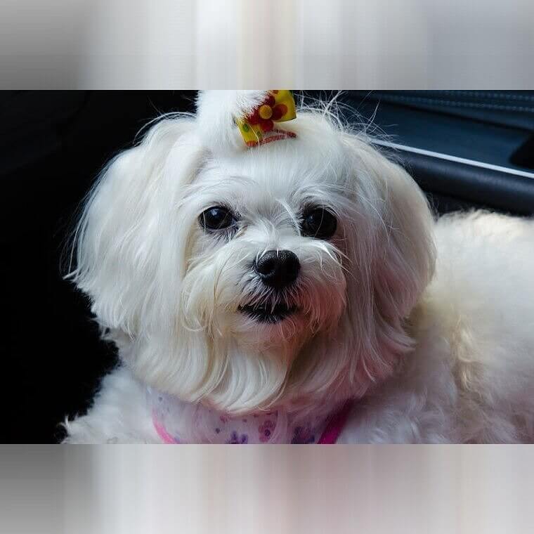 Maltese