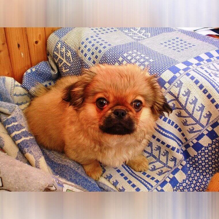 Pekingese
