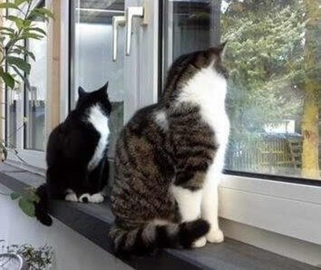 They Really Are Picky When It Comes to Affection