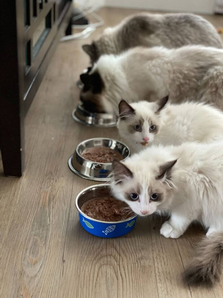 Keep Your Cat's Diet Balanced by Alternating Wet and Dry Food