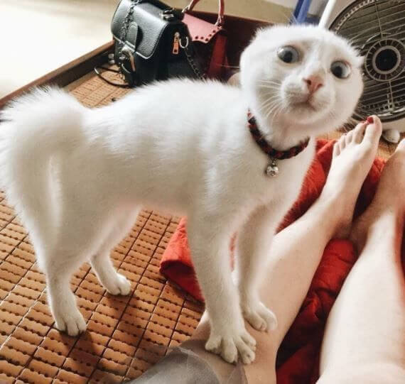 Avoid Irritating Your Cat With Bell Collars