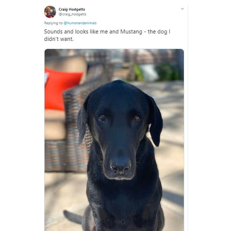 Dad Really Didn’t Want This Dog, And Now He’s Uploading Images Of Him On Social Media
