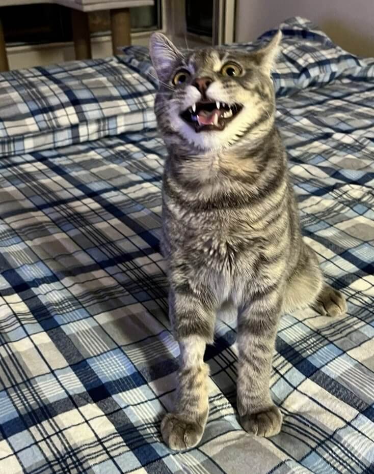 The Real Reason Behind Your Cat's Loud Meows