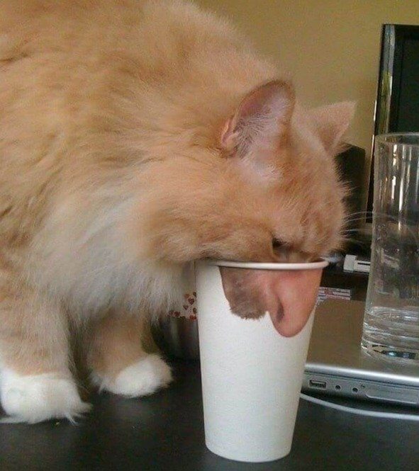 Cat With a Human Nose