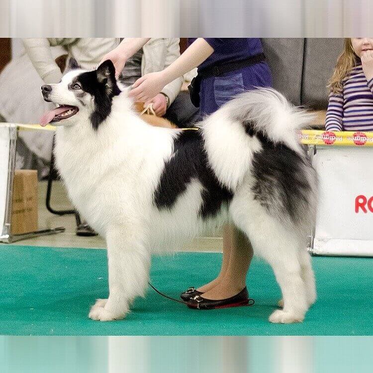 Yakutian Laika