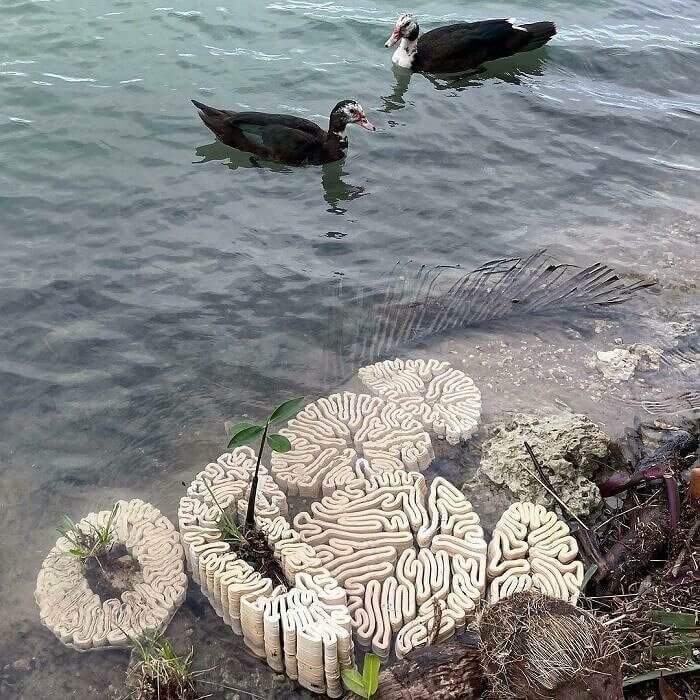 Brains in the Water?