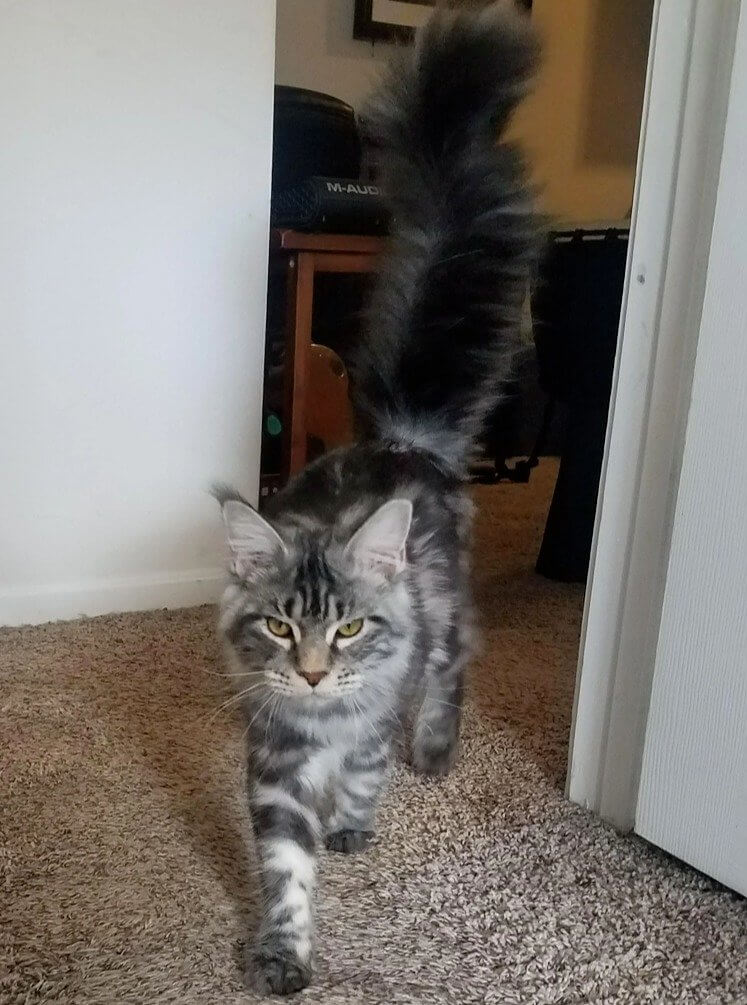Tail Swats Mean You Should Get Away