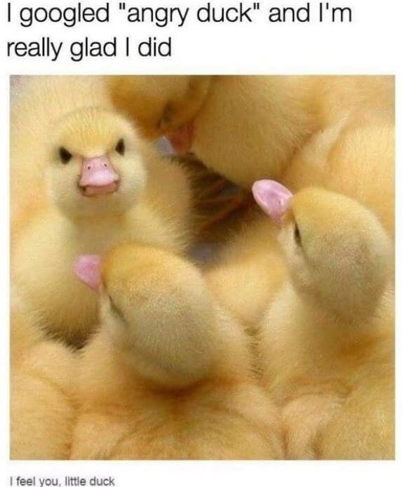 This Could Quickly Turn From Being a Cute Duck Meme Into a Scary Duck Horror Story. It All Depends…Introducing the Angry Duck