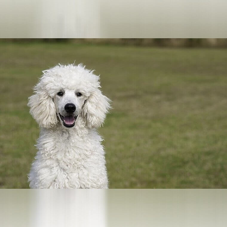 Poodle