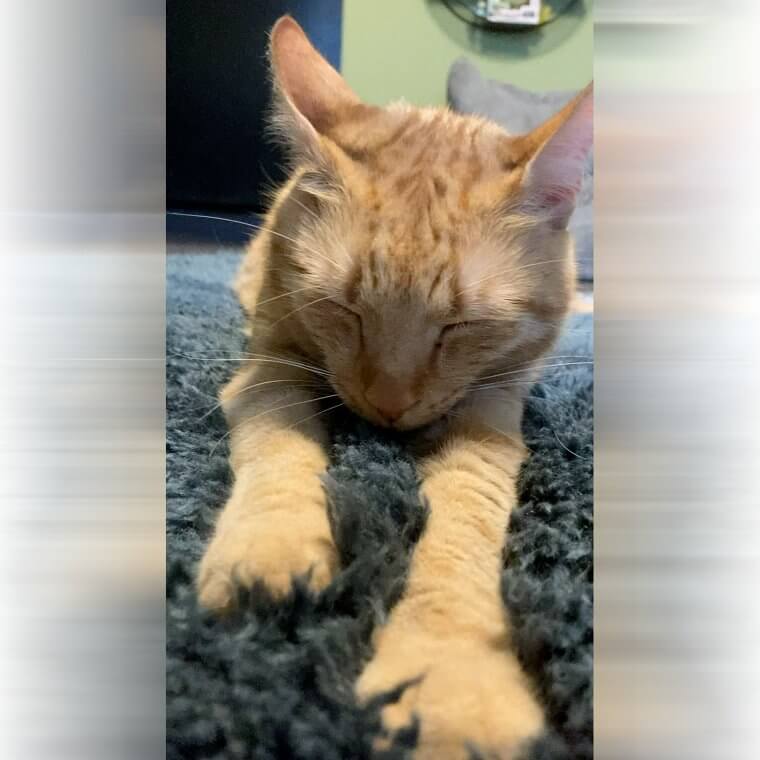 Biscuit Kneading Is Done for Comfort - Here's Why
