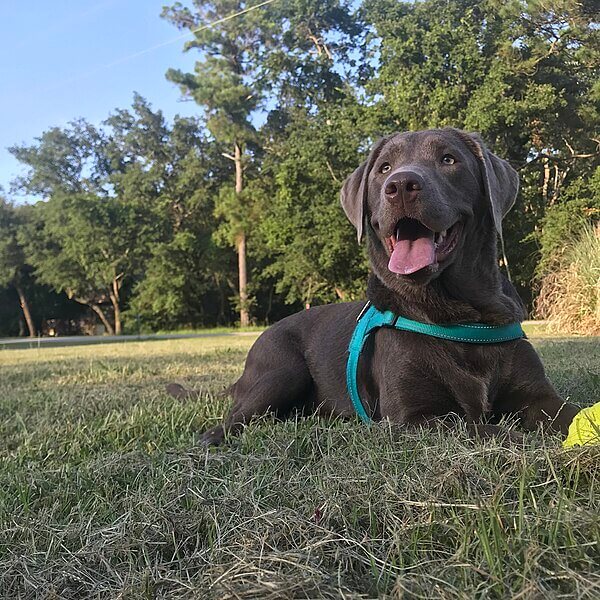 Labrador Retriever