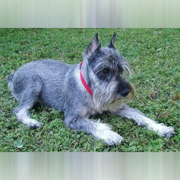 Miniature Schnauzer