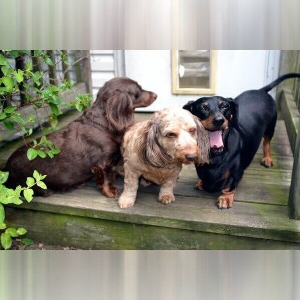Dachshund
