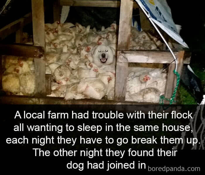 That's A Funny Looking Chicken