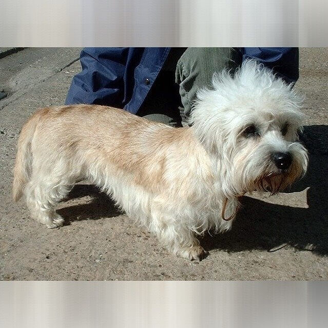 Dandie Dinmont Terrier
